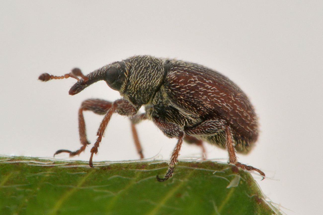 Gymnetron sp?   Sì,  Gymnetron rostellum